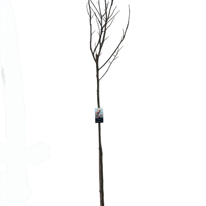 Magnolia 'Heaven Scent' Stam 180cm, D 38