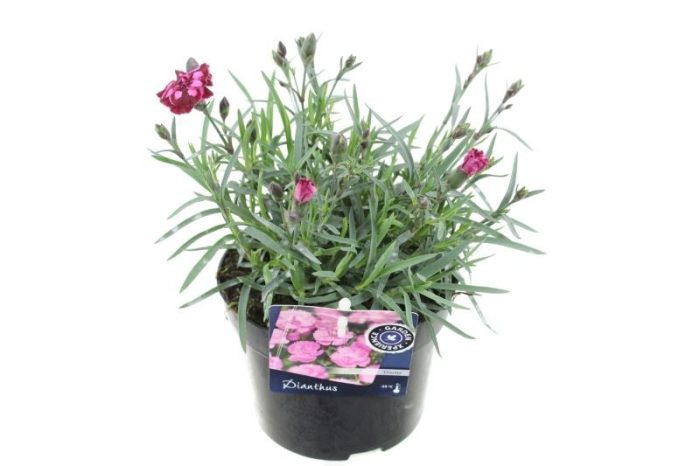 Dianthus Strawberry cream, D 13