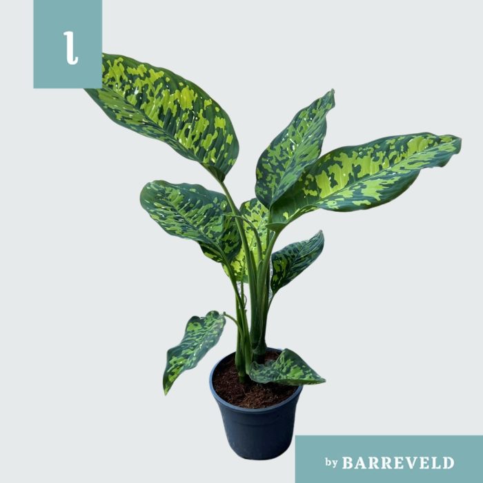 Dieffenbachia 'Cheetah', D 17