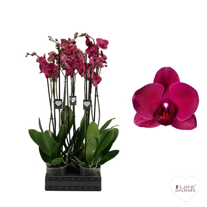 Phalaenopsis Montreux - 2 tak 60cm, D 12