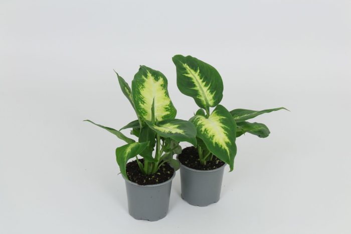 Dieffenbachia Camilla 8,5 cm, D 8,5