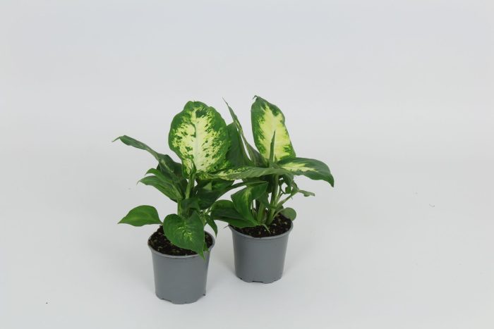 Dieffenbachia Camilla/Compacta 8,5 cm, D 8,5