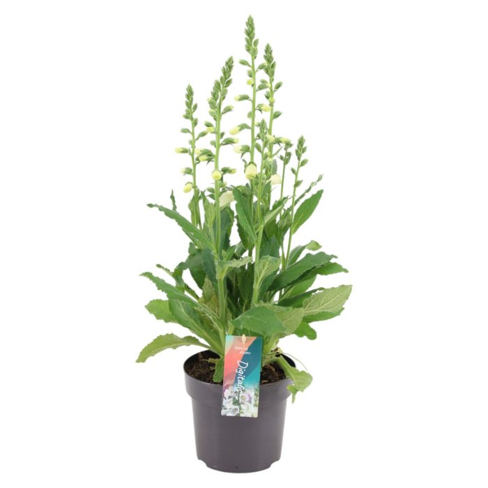 Digitalis Hanabee White p17 (PT), D 17
