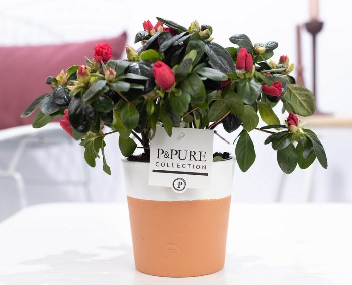 1st class Azalea red in P&PURE Terra Cotta 4 white, D 12