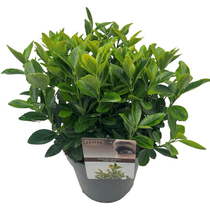 Euonymus jap. 'Siebe' sense, D 23