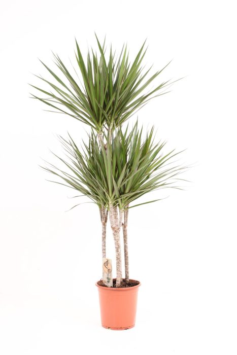 Drac Marginata P21 60-30-30-30, D 21