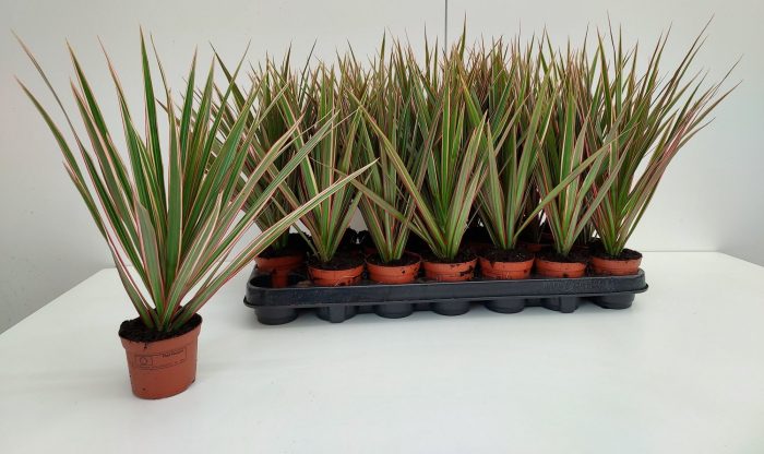 Dracaena Bicolor 8cm, D 8