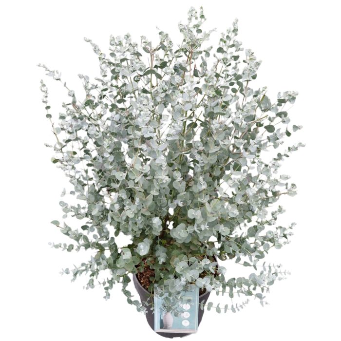 Eucalyptus Gunnii, D 24