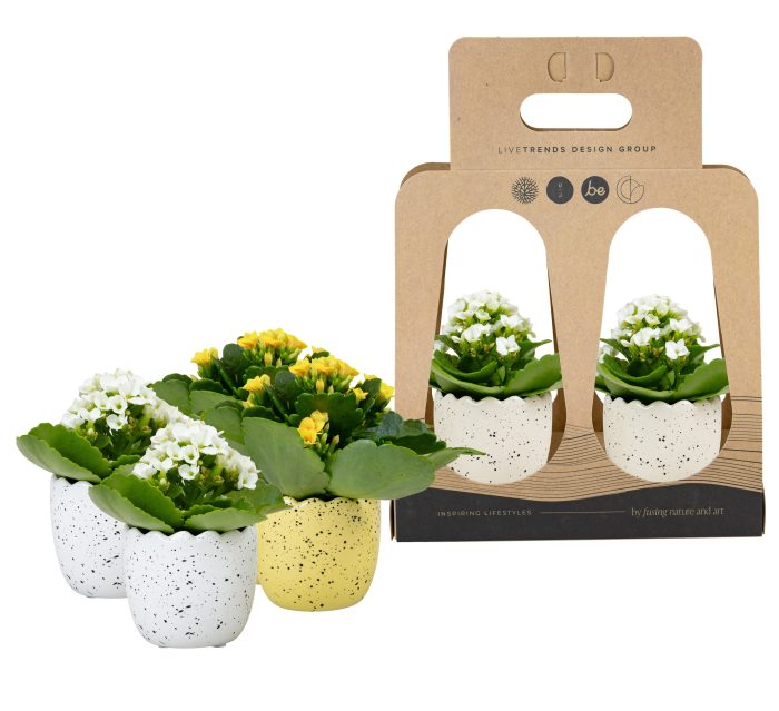 Hatched in Recycle Giftbox with Kalanchoe, D 6
