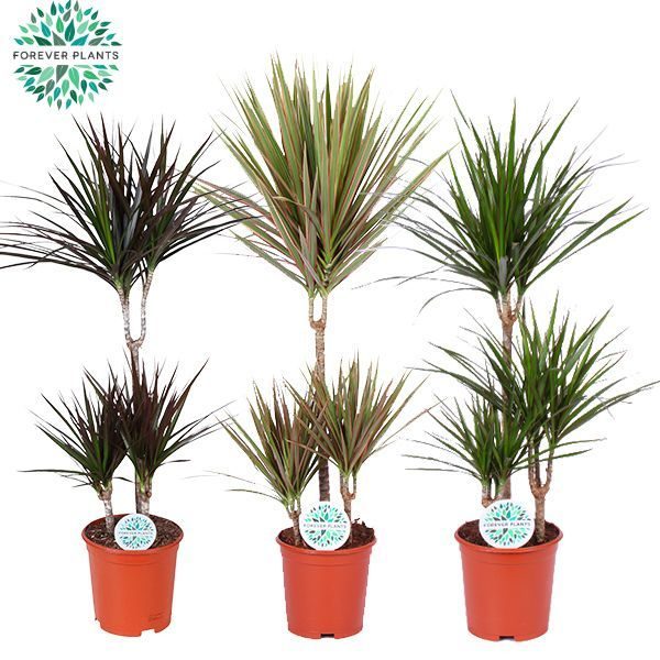 Dracaena Marginata mix p21, D 21