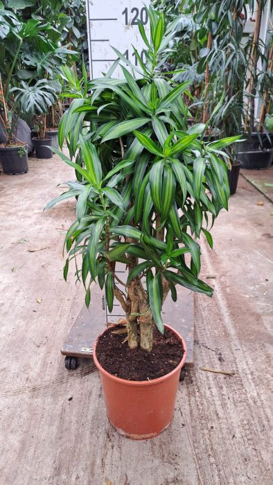 Dracaena Reflexa Song of Jaimaica 120, D 30