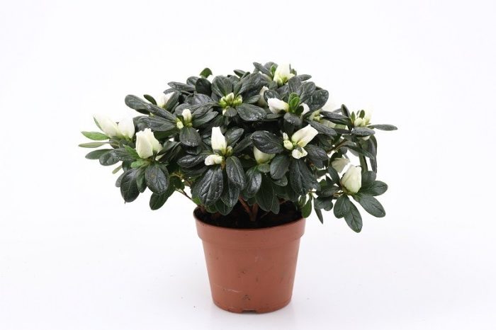 RHODODENDRON SIMSII 'TROCH', D 12