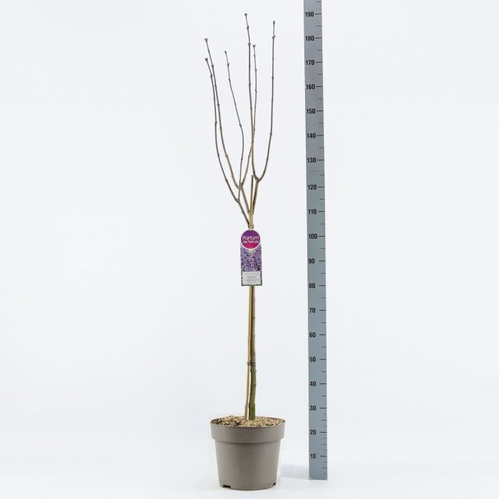 Syringa vul. Sensation stam 90, 2-jarig, C12, D 30
