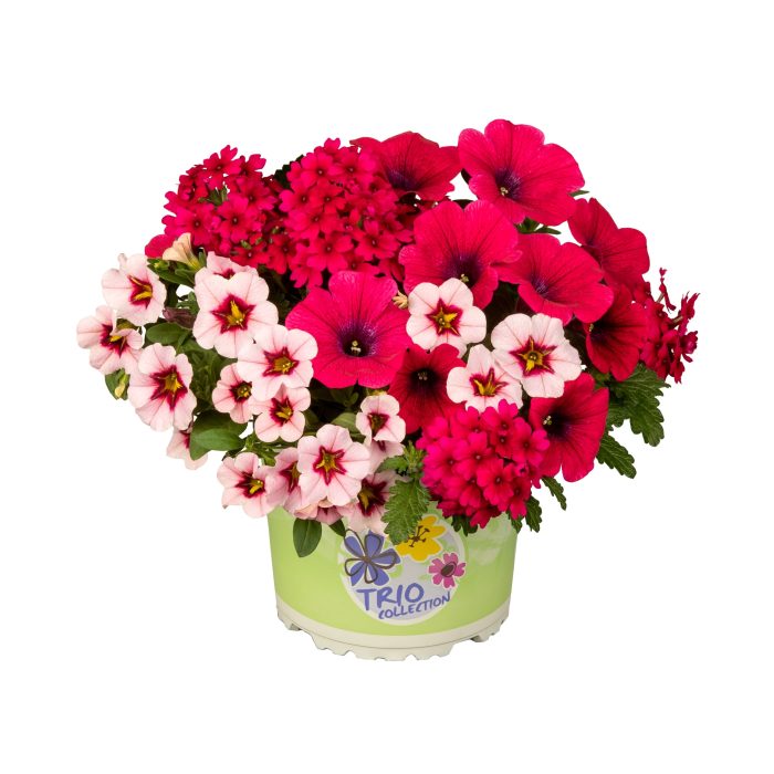 Checkies Fruit Punch Pink-Rose-HotPink, D 13