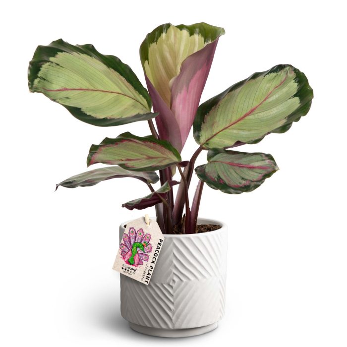 Dune Sand, Calathea 'Corona', D 12