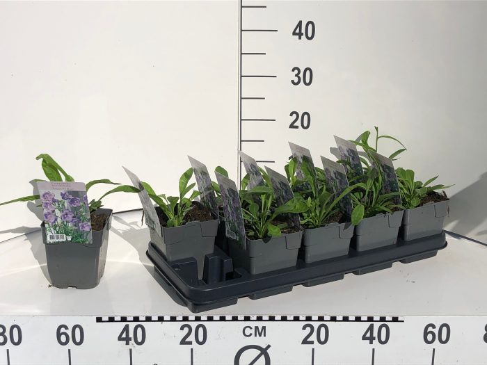 DVDS P13 Campanula persicifolia 'Takion Blue', D 13