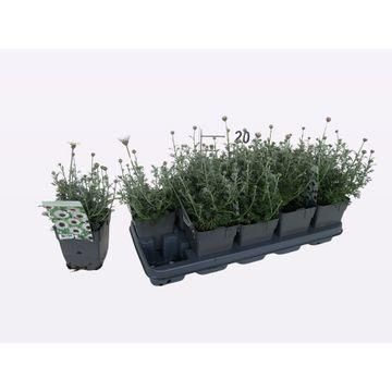 DVDS P13 Rhodanthemum 'Casablanca' Different Colors, D 13