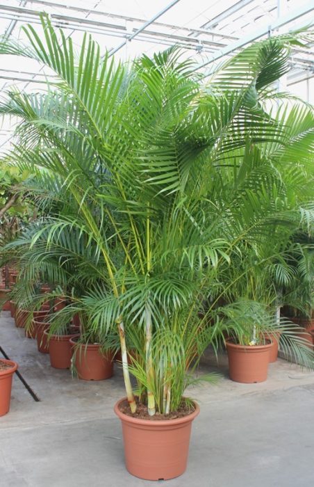 Dypsis lutescens (Areca), D 55