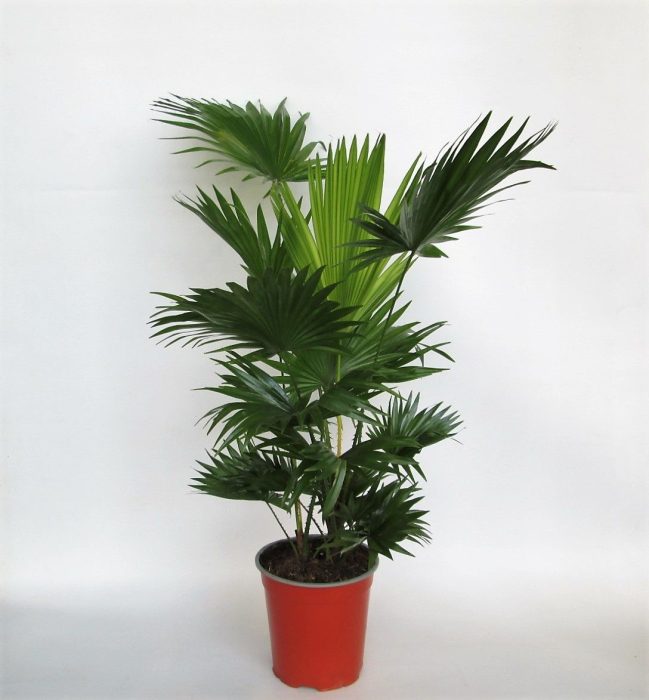 Livistona Rotundifolia 2 pp, D 19