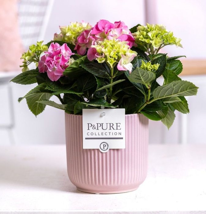 Hydrangea pink in P&PURE Sophie ceramics pink, D 10