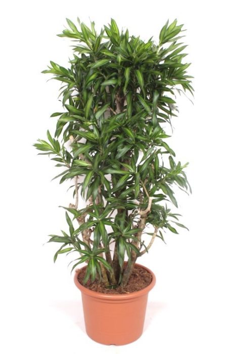 Dracaena Song of Jamaica, D 40
