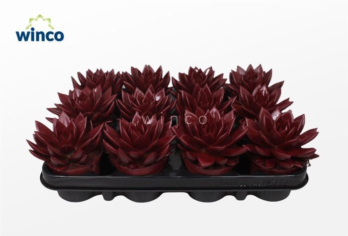 Echeveria Agavoides Paint Bordeaux Red, D 8,5