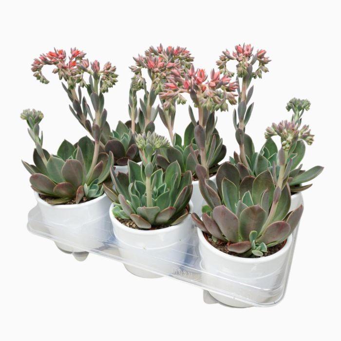 Echeveria blue prince 10,5 cm in witte pot, D 10,5