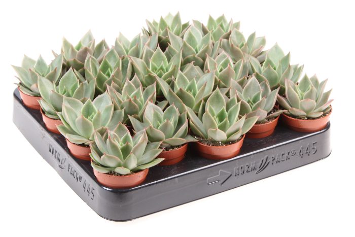 Echeveria maxxus, D 5,5