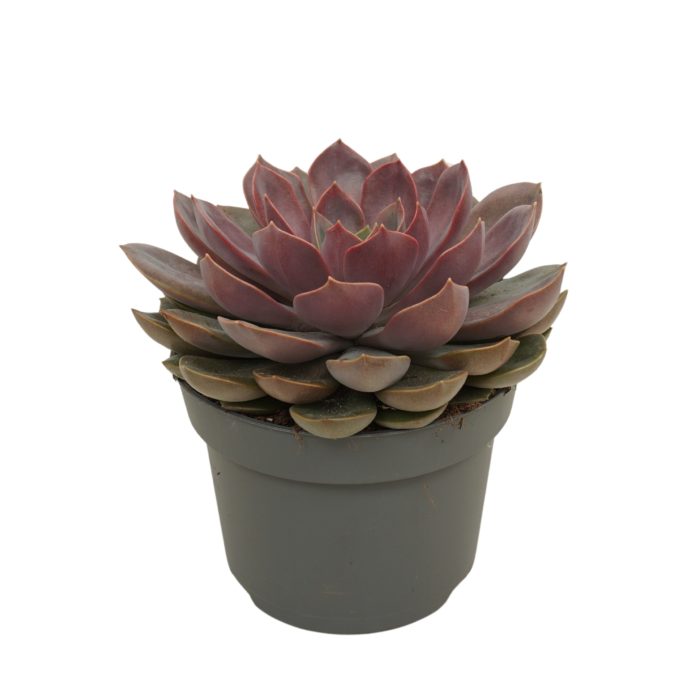 Echeveria mina 13 cm, D 13