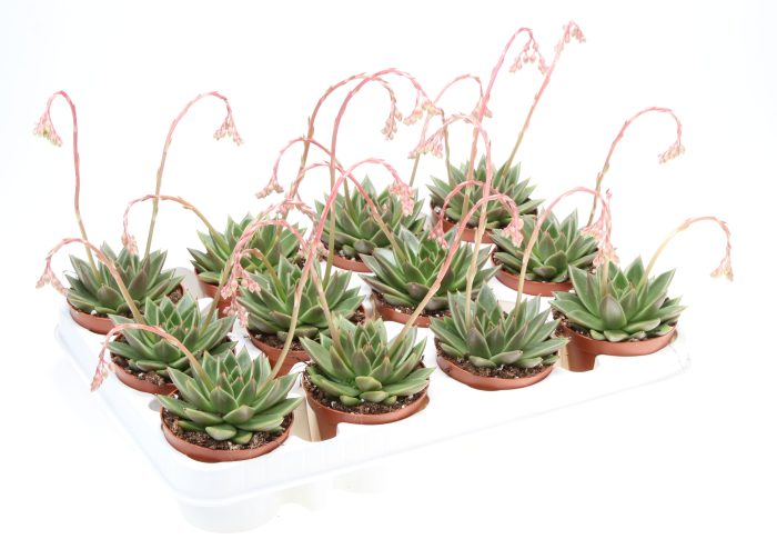 Echeveria miranda + flower, D 8,5