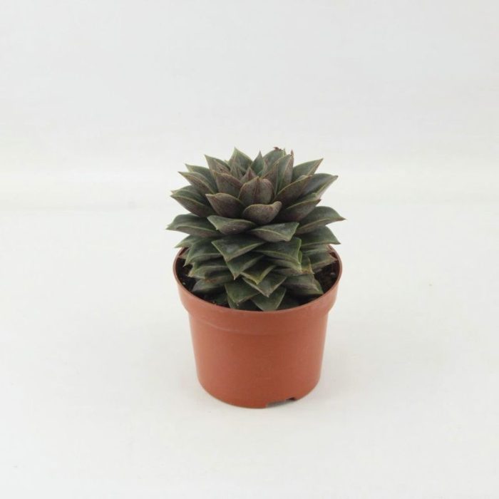 Echeveria Purpusorum, D 12
