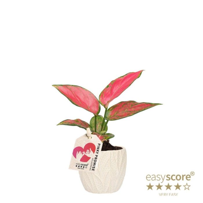 Leaf Sand, Aglaonema ´Pinky Promise`, D 7