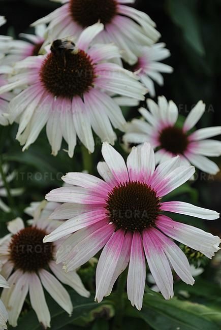 Echinacea hybrida Fountain Pink Eye, D 23