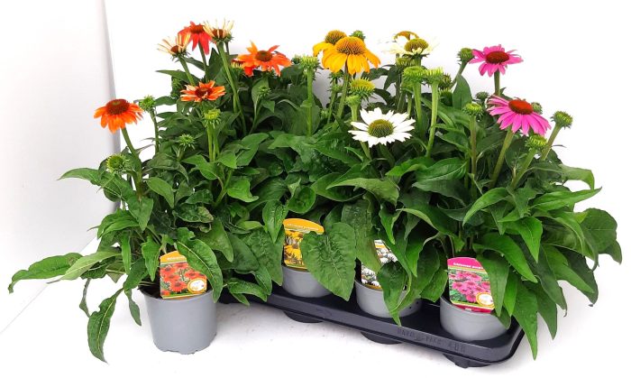 Echinacea Mix T13 (gelb, orange, rot), D 13