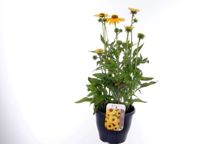 Echinacea purpurea Lakota Yellow, D 23
