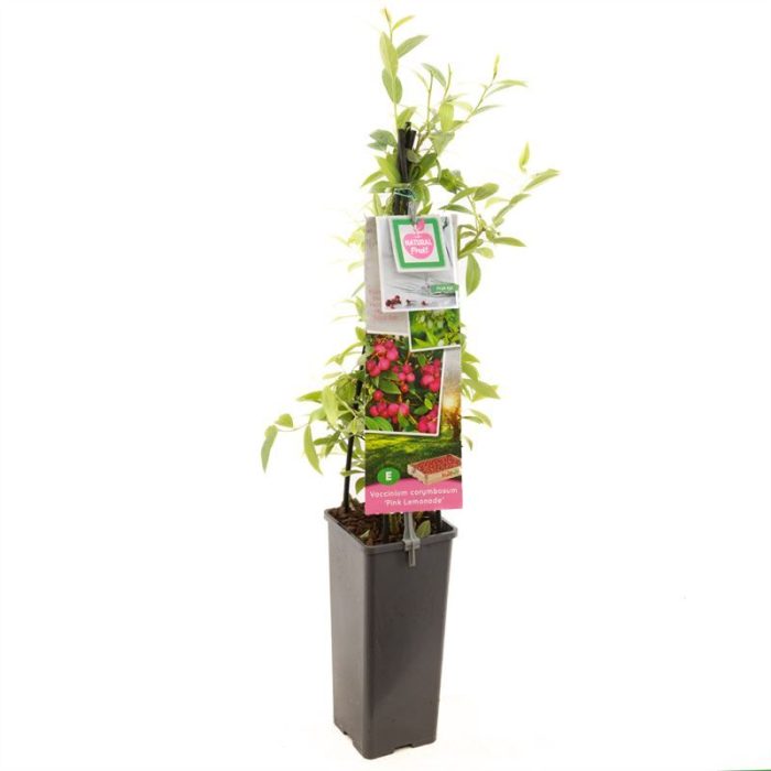 Vaccinium corymbosum Pink Lemonade Roze bes, D 11