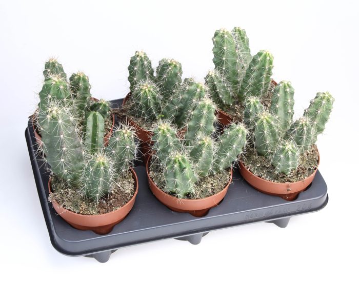 Echinocereus Viereckii, D 12