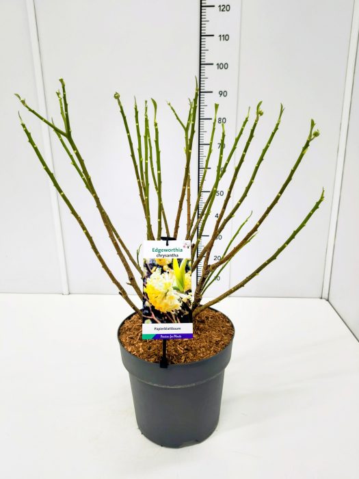 Edgeworthia chrysantha KN60-80C12, D 28
