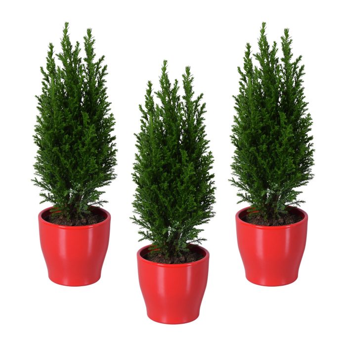 Ellwoodii groen in rood keramiek, D 9