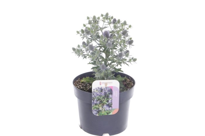 Eryngium planum Grumpy, D 17