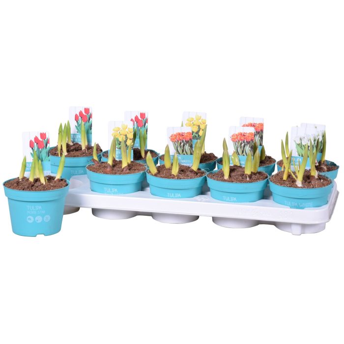 Tulipa Mix 'Diamond Collection', D 12
