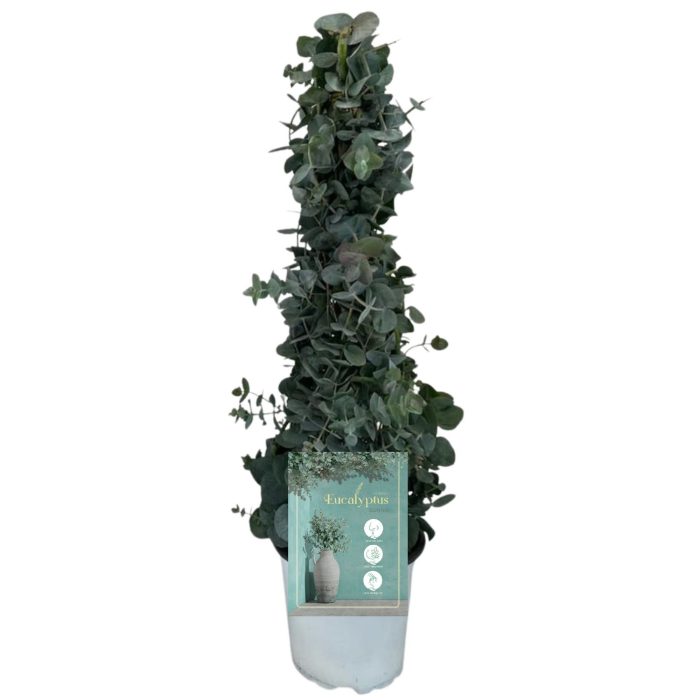 Eucalyptus Gunnii - Pyramid, D 17