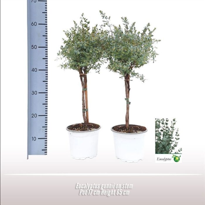 Eucalyptus gunnii op stam, D 17
