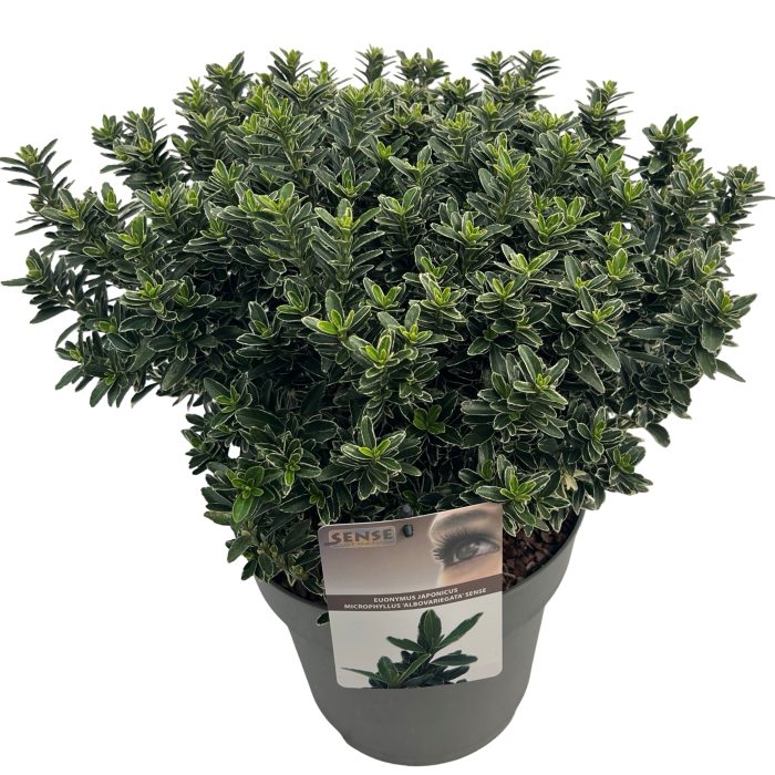 Euonymus j. 'micro. Albovariegata' sense, D 27