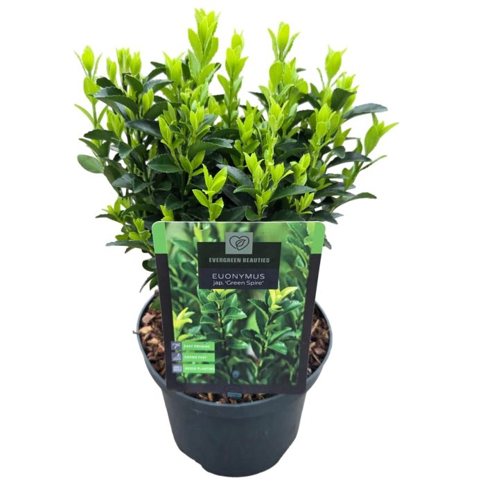 Euonymus jap. 'Green Spire', D 17