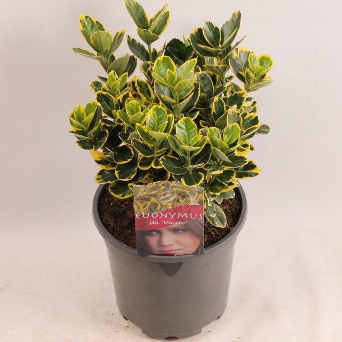 Euonymus jap. Marieke, D 17
