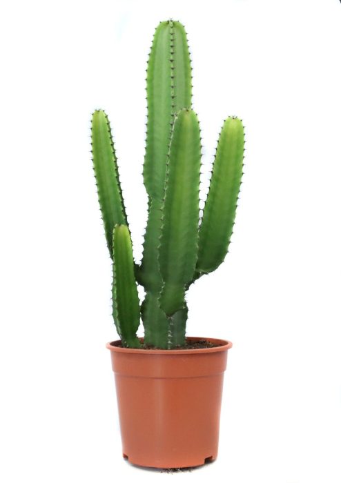 Euphorbia acruensis canarias 24cm, D 24