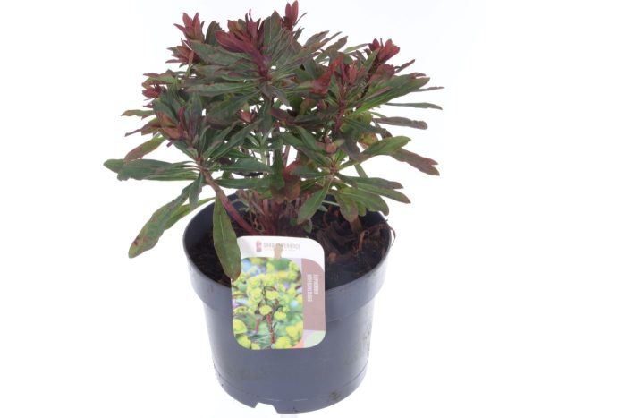 Euphorbia amyg. Purpurea, D 17
