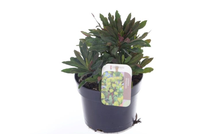 Euphorbia amyg. Ruby Glow, D 17