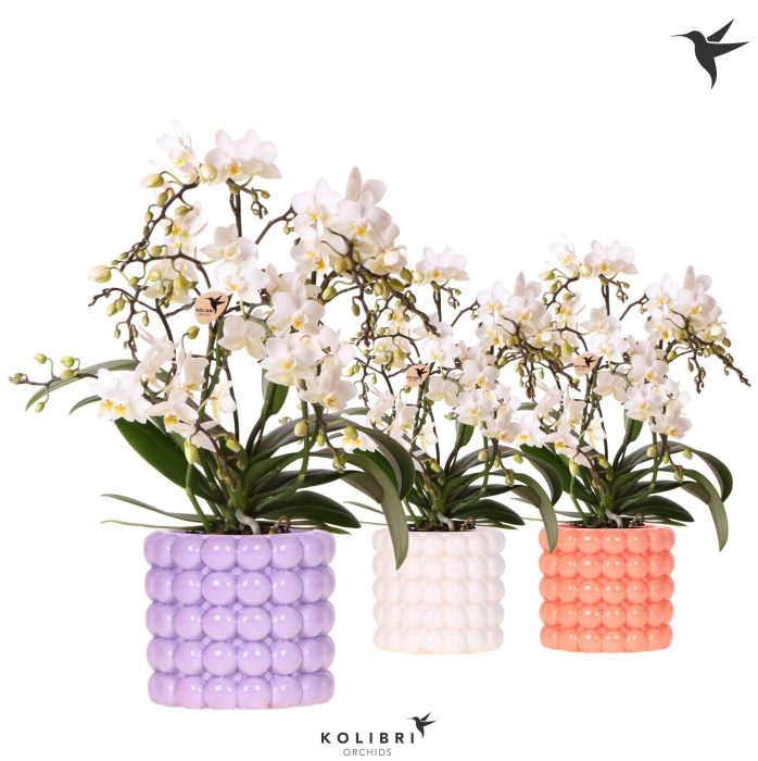 Kolibri Orchids Phalaenopsis Botanic 4 spike in Poppy pot mix, D 9